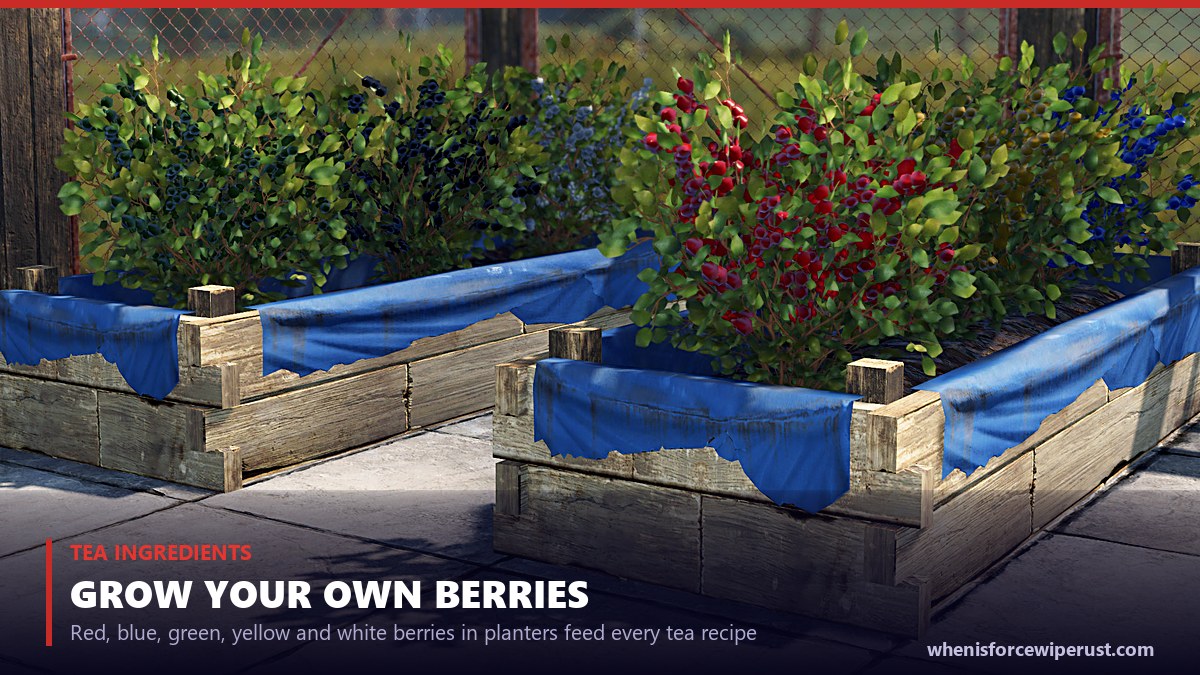 Berry bushes growing in Rust large planter boxes - the red, blue, green, yellow and white berries you mix into teas at a mixing table