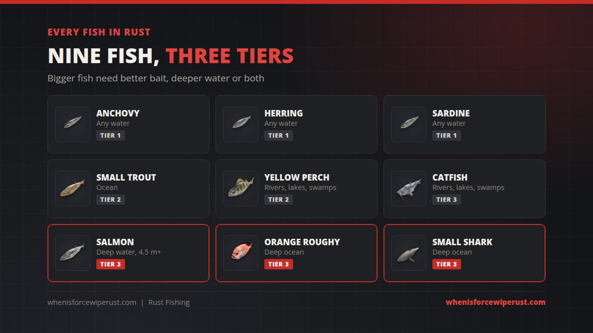 Every fish in Rust: tier 1 anchovy, herring and sardine in any water; tier 2 small trout in the ocean and yellow perch in rivers, lakes and swamps; tier 3 catfish in fresh water, salmon in deep water over 4.5 metres, orange roughy and small shark in deep ocean